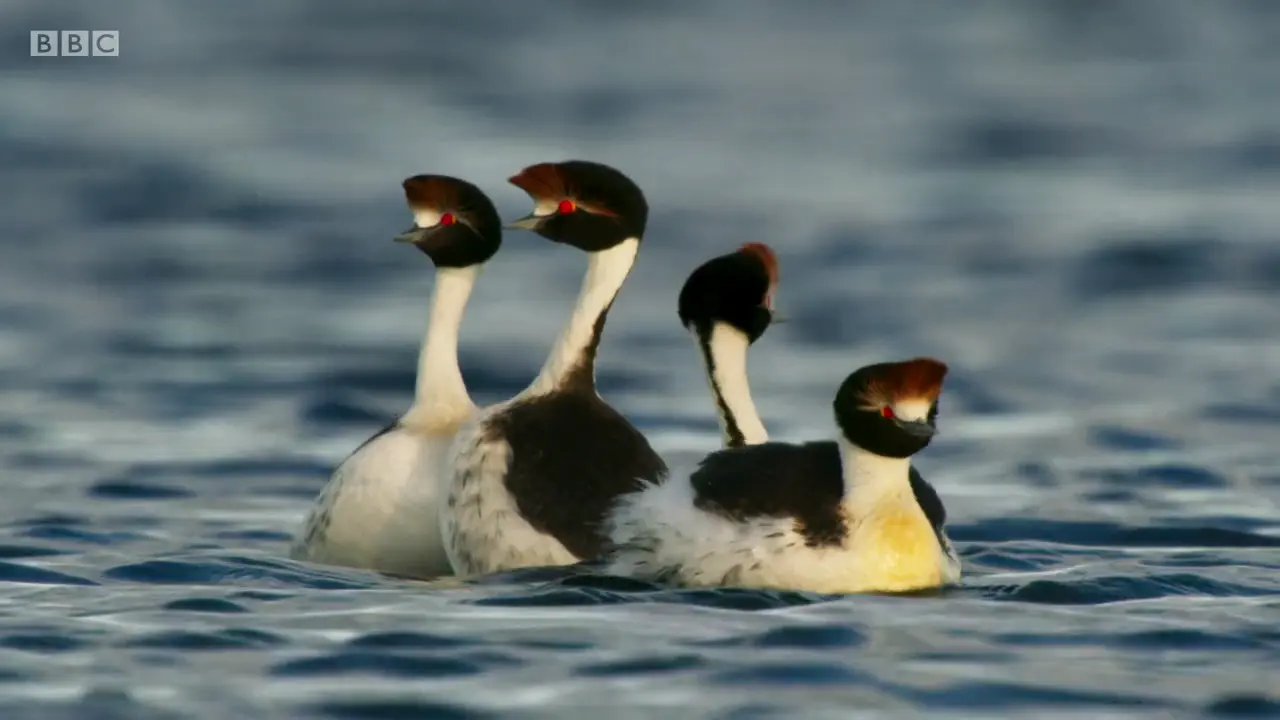Hooded grebe (Podiceps gallardoi) as shown in The Mating Game - Freshwater: Timing is Everything
